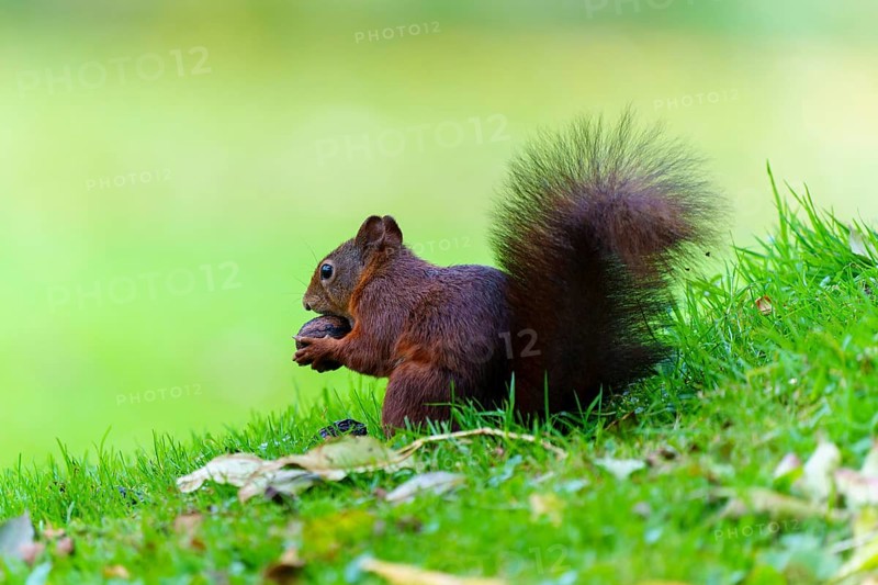 Squirrel carrying a walnut across a lush meadow, squirrel (Sciurus vulgaris), wildlife, Germany