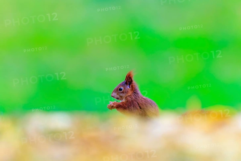 Small red squirrel eating in leaves, exposed against a bright green background, squirrel (Sciurus vulgaris), wildlife, Germany