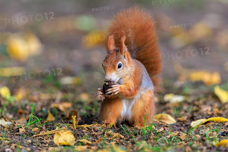 Squirrel holding a nut and eating among colorful leaves, squirrel (Sciurus vulgaris), wildlife, Germany