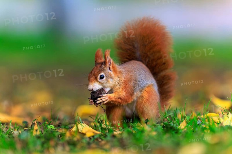 Squirrel carries a nut across the ground covered with leaves, squirrel (Sciurus vulgaris), wildlife, Germany