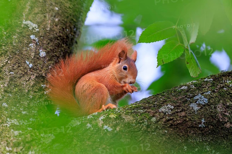 Squirrel nibbling on a branch surrounded by green leaves and gentle blur, squirrel (Sciurus vulgaris), wildlife, Germany