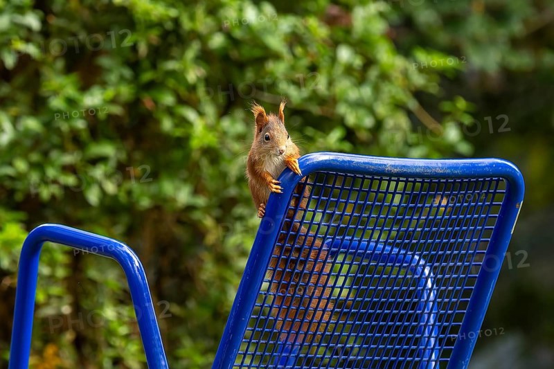 Squirrel curiously climbs on the back of a blue metal chair, squirrel (Sciurus vulgaris), wildlife, Germany