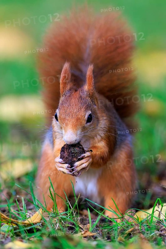 Squirrel holding a nut with both paws and looking straight ahead, squirrel (Sciurus vulgaris), wildlife, Germany