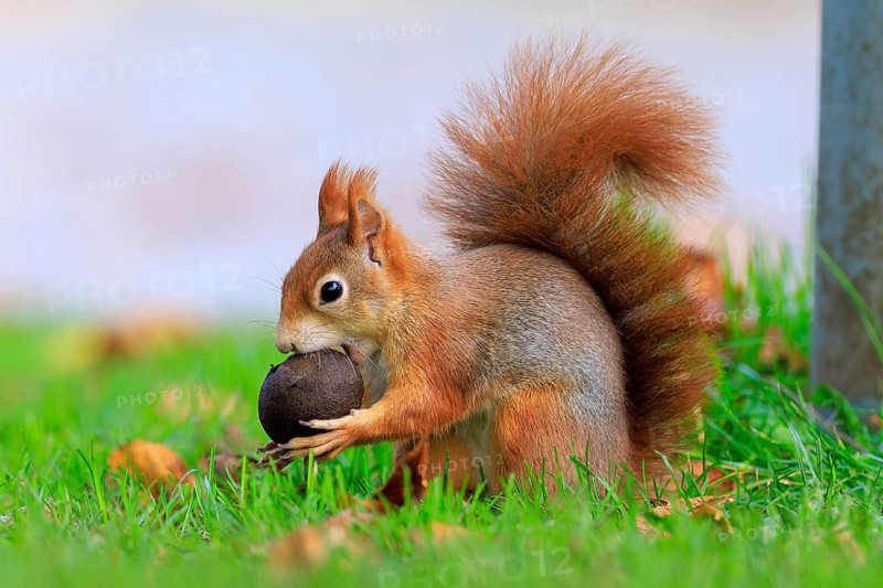 Squirrel trying to shut up a big nut, squirrel (Sciurus vulgaris), wildlife, Germany