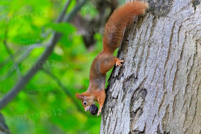 Squirrel climbs upside down a tree trunk with a nut in its mouth, lush green and bark structure create natural contrasts, squirrel (Sciurus vulgaris), wildlife, Germany