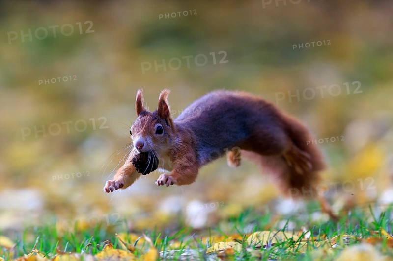 Squirrel caught sideways jumping with nut, against a soft autumn background full of energy, squirrel (Sciurus vulgaris), wildlife, Germany