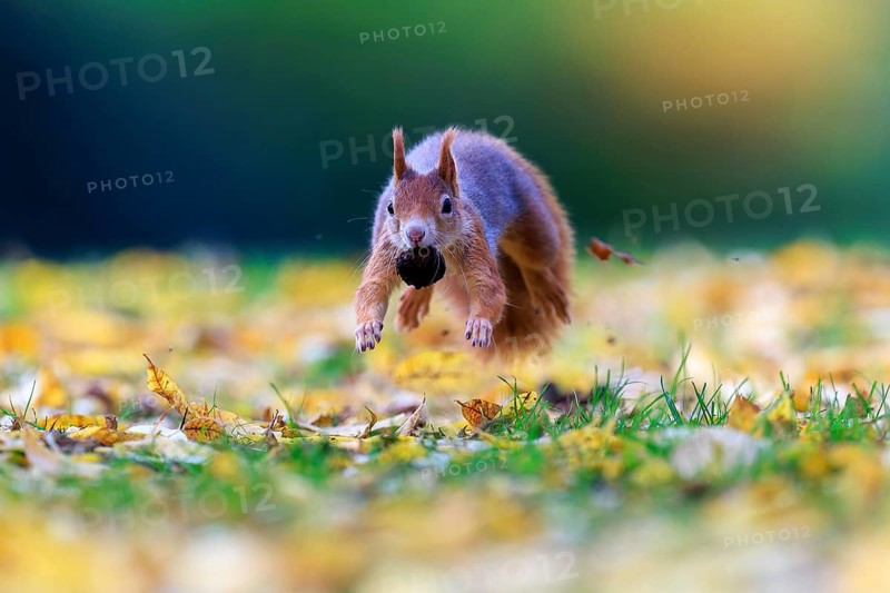 Squirrel hovers just above the meadow with nuts, autumnal colors and soft bokeh create lightness and speed, squirrel (Sciurus vulgaris), wildlife, Germany