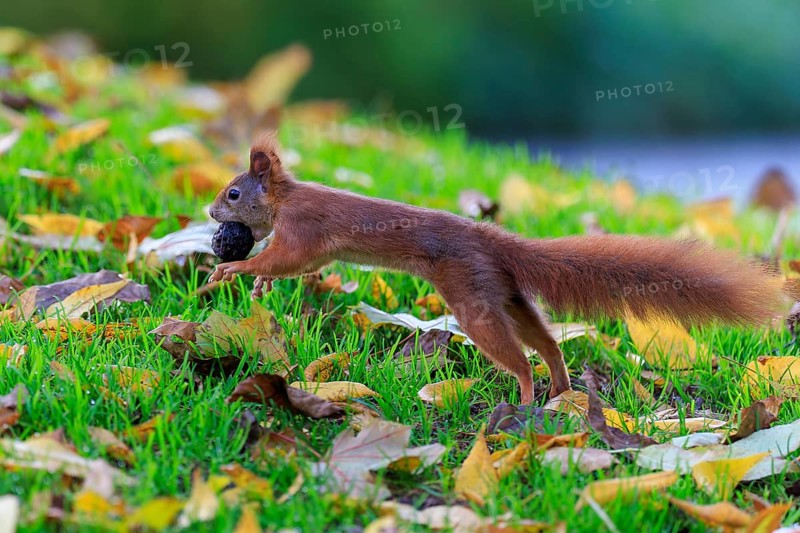 Squirrel hurries across moist autumn grass with nut, sharp motif against soft bokeh conveys movement, squirrel (Sciurus vulgaris), wildlife, Germany