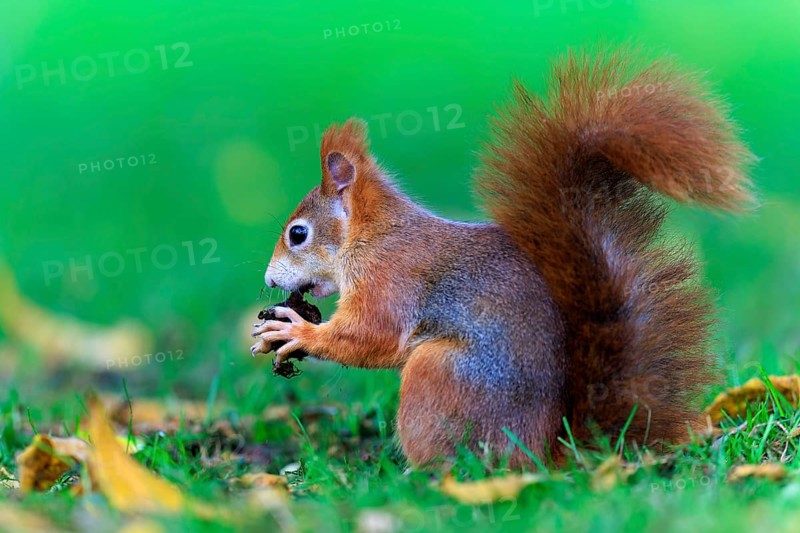 Squirrel sitting in the meadow and eating a nut between fallen leaves, squirrel (Sciurus vulgaris), wildlife, Germany