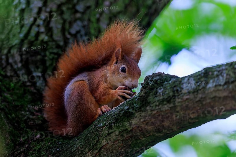 Red squirrel eating a nut on a branch against a soft green background, squirrel (Sciurus vulgaris), wildlife, Germany
