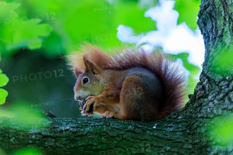 On a branch, the squirrel hides in green leaves and nibbles softly, squirrel (Sciurus vulgaris), wildlife, Germany