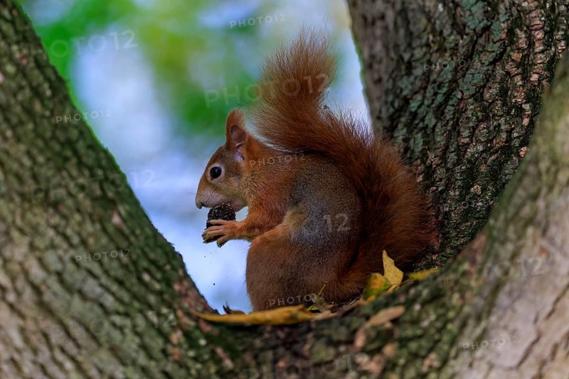 Red squirrel nibbling on a nut surrounded by soft green in a branch fork, squirrel (Sciurus vulgaris), wildlife, Germany