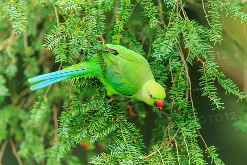 A collared parakeet climbs on hanging conifers and appears calm in lush green, collared parakeet (Psittacula krameri), wildlife, Germany