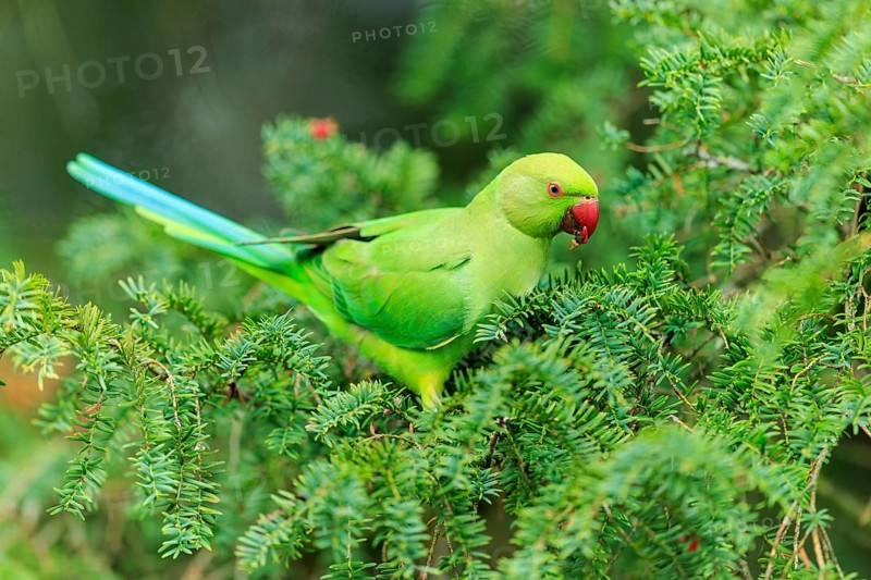 A collared parakeet forages in coniferous green, colorful and clear against a soft background, collared parakeet (Psittacula krameri), wildlife, Germany
