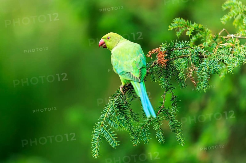 A green collared parakeet resting on a conifer against a soft, bright green background, collared parakeet (Psittacula krameri), wildlife, Germany