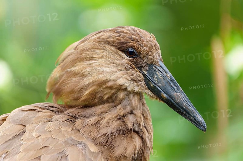 Lateral profile of a hammerhead, sharp gaze and textured plumage against a vivid green background, Hammerhead, (Scopus umbretta), Germany