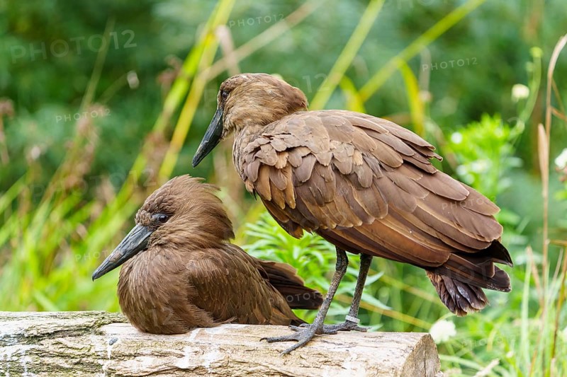 Two hammerheads on a trunk, brown plumage against soft green, silent wildlife scene, Hammerkopf, (Scopus umbretta), Germany