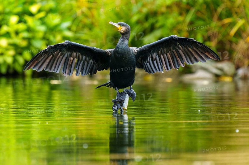 A cormorant spreads its wings on a stone in a quiet pond, the water reflects it, the shore is softly blurred in green, cormorant, (Phalacrocorax carbo), wildlife, Germany