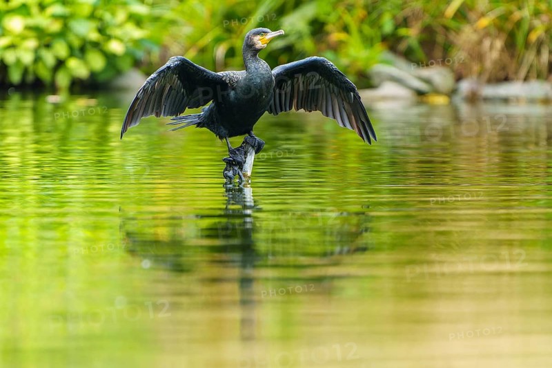 Cormorant with spread wings reflected on calm water surface, cormorant, (Phalacrocorax carbo), wildlife, Germany