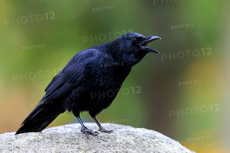 Calling crow with open beak on a stone in front of soft green, raven crow (Corvus corone) wildlife, Germany