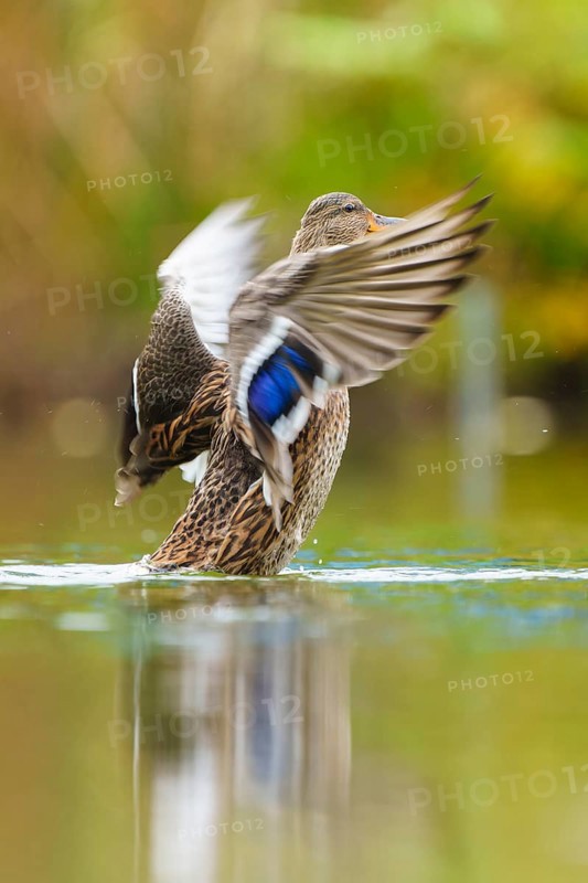 Close to the flapping of a wing, the blue wing mirror glows over the smooth water surface, mallard (Anas platyrhynchos), wildlife, Germany