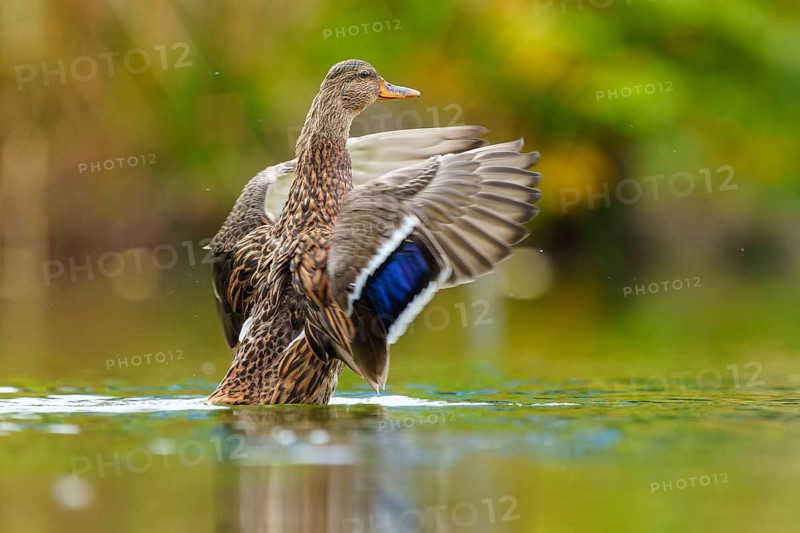 The mallard rises in water, the blue wing mirror shines in soft light, mallard (Anas platyrhynchos), wildlife, Germany