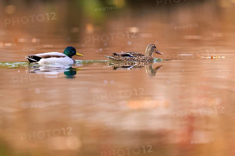 A pair of ducks draw tracks on copper-colored water, surrounded by warm autumn bokeh, mallard (Anas platyrhynchos), wildlife, Germany