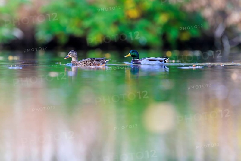 Two mallards glide quietly across a green, reflecting pond in soft autumn light, mallard (Anas platyrhynchos), wildlife, Germany