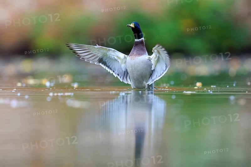 A drake shows flapping wings in still water, surrounded by soft light and soft green, mallard (Anas platyrhynchos), wildlife, Germany