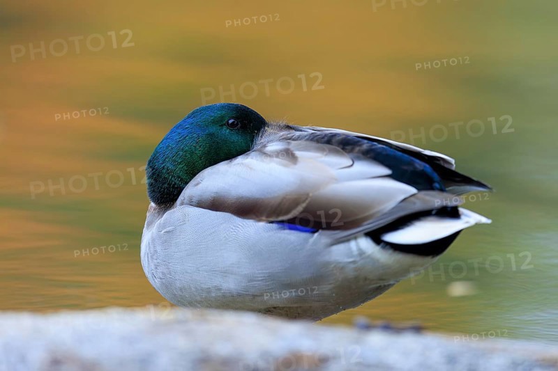 The drake resting on a stone with its head retracted, warm bokeh and soft autumn colors in the background, mallard (Anas platyrhynchos), wildlife, Germany