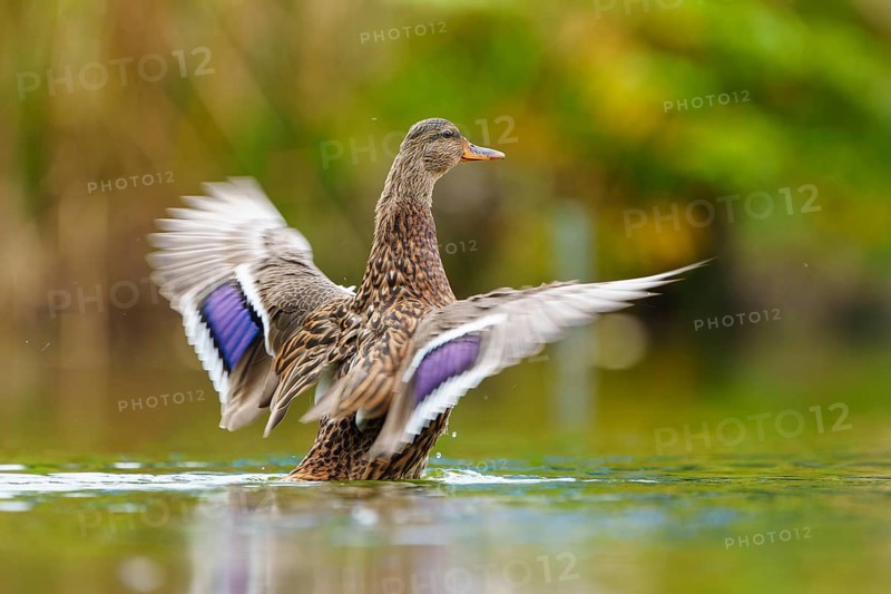 The duck flaps its wings dynamically, the purple-blue wing mirror flickers in green bokeh, mallard (Anas platyrhynchos), wildlife, Germany