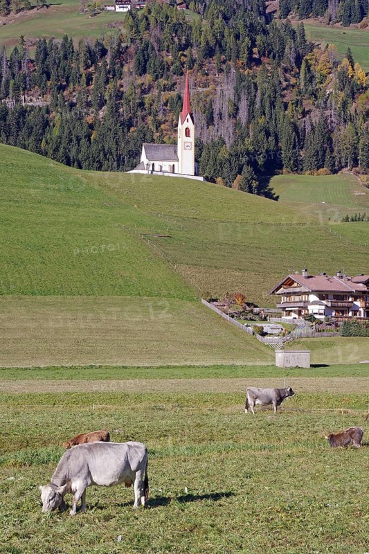 Cows graze in a meadow, behind it a church with a red tower against wooded alpine slopes, Drau cycle path, South Tyrol, Italy