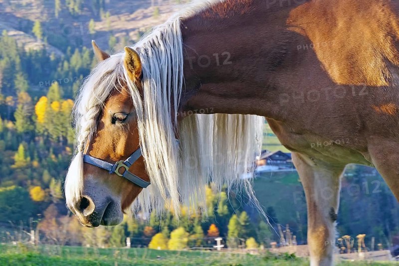 Haflinger with long maned hair on an alpine pasture in front of autumnal alpine slopes, warm sunlight, calm atmosphere, Drau cycle path, South Tyrol, Italy