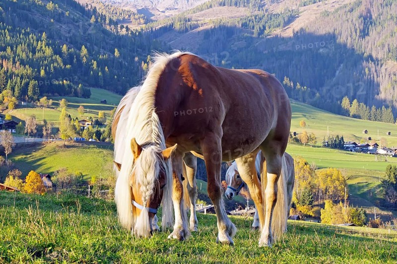 Haflingers graze on a mountain meadow in front of autumnal Alps and a sunny valley, Toblach, Drau cycle path, South Tyrol, Italy