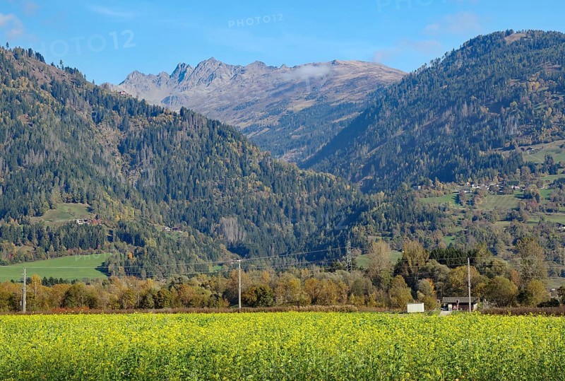 A yellow flower field sprawls out in front of wooded slopes, behind them are rocky peaks in clear autumn light, Drau cycle path, Tyrol, Austria