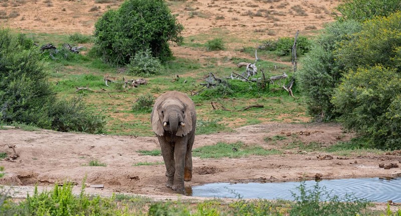 Elephant at Waterhole in the Wild and Savanna Landscape of Africa Elephant at Waterhole in the Wild and Savannah Landscape of Africa