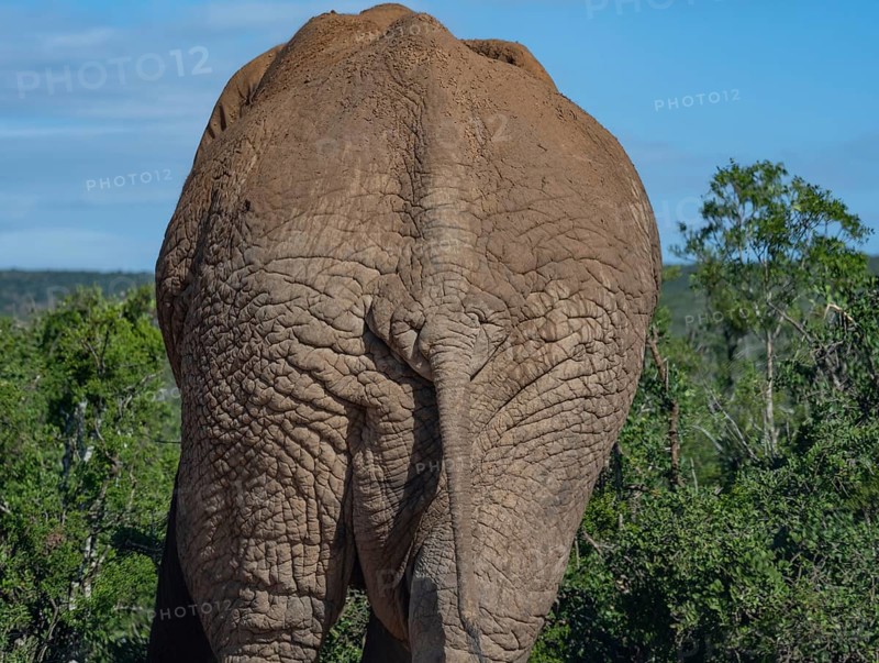 Elephant in the wild and savanna landscape of Africa Elephant in the wild and savannah landscape of South Africa