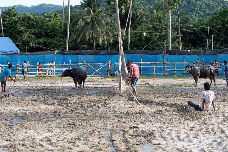 Thailand, fighting Buffalo (Bubalus bubalis), just before the fight