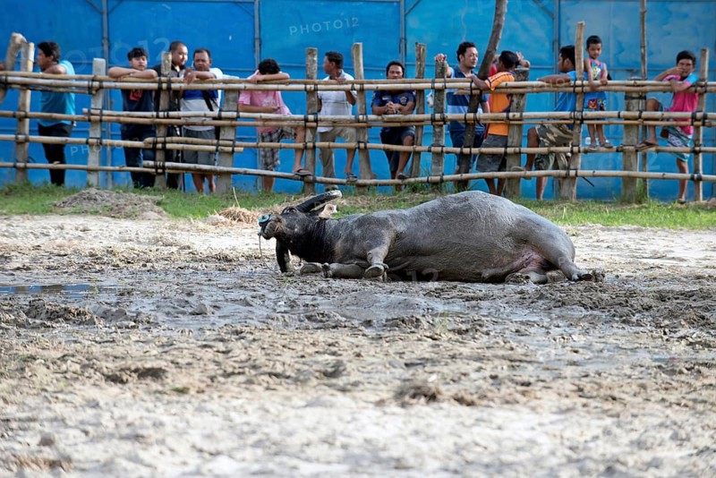 Thailand, fighting Buffalo (Bubalus bubalis), preparation before the fight, bull rolling in the mut