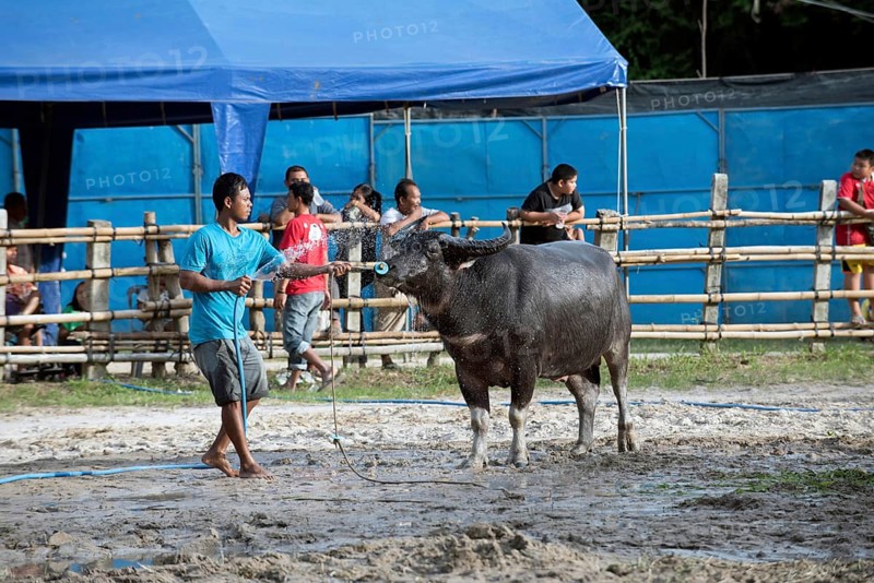 Thailand, fighting Buffalo (Bubalus bubalis), preparation before the fight