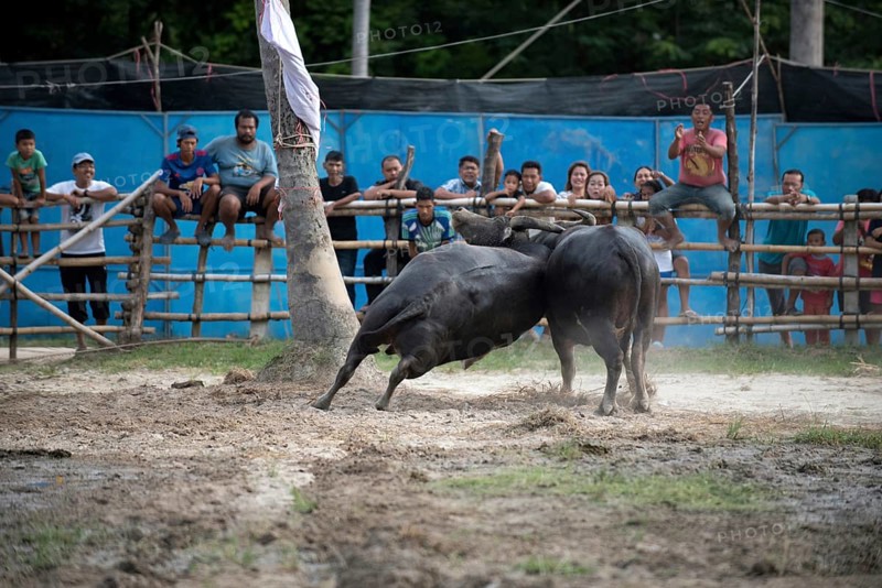 Thailand, fighting Buffalo (Bubalus bubalis), Fighting