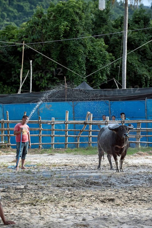 Thailand, fighting Buffalo (Bubalus bubalis), preparation before the fight