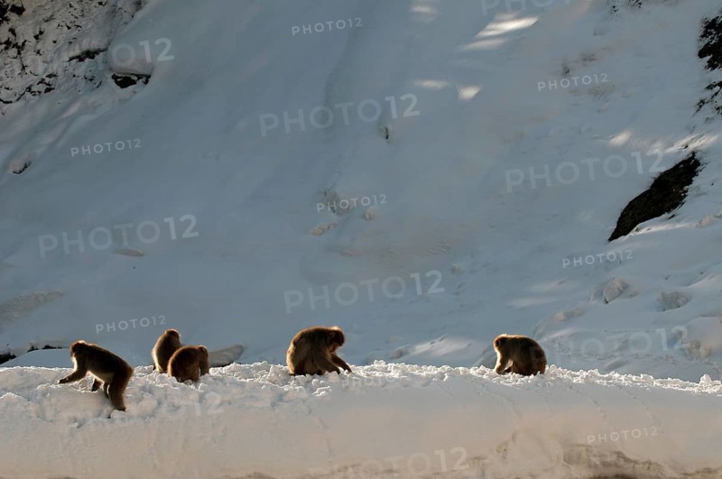 Japanese macaque or snow japanese monkey (Macaca fuscata) family, Japan