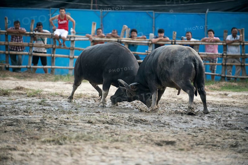 Thailand, fighting Buffalo (Bubalus bubalis), Fighting