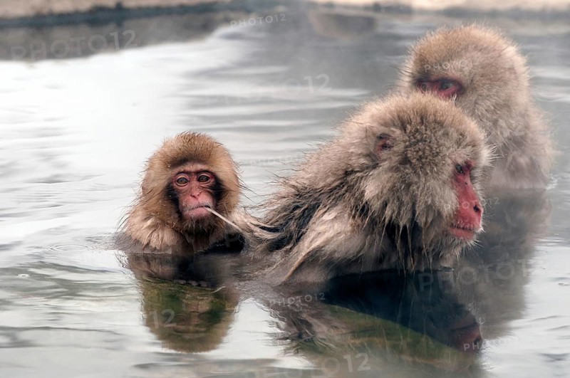 Japanese macaque or snow japanese monkey (Macaca fuscata) baby in onsen, Japan
