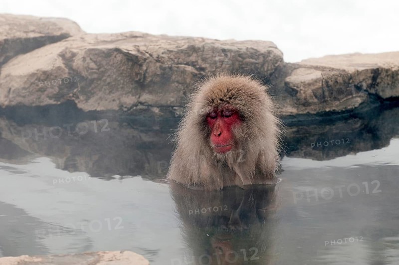 Japanese macaque or snow japanese monkey (Macaca fuscata) bath in onsen, Japan