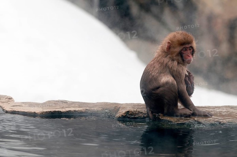 Japanese macaque or snow japanese monkey (Macaca fuscata) young, Japan