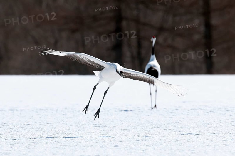 Japanese crane, Red-crowned crane (Grus japonensis) landing, Japan