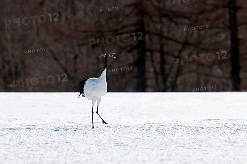 Japanese crane, Red-crowned crane (Grus japonensis) singing, Japan