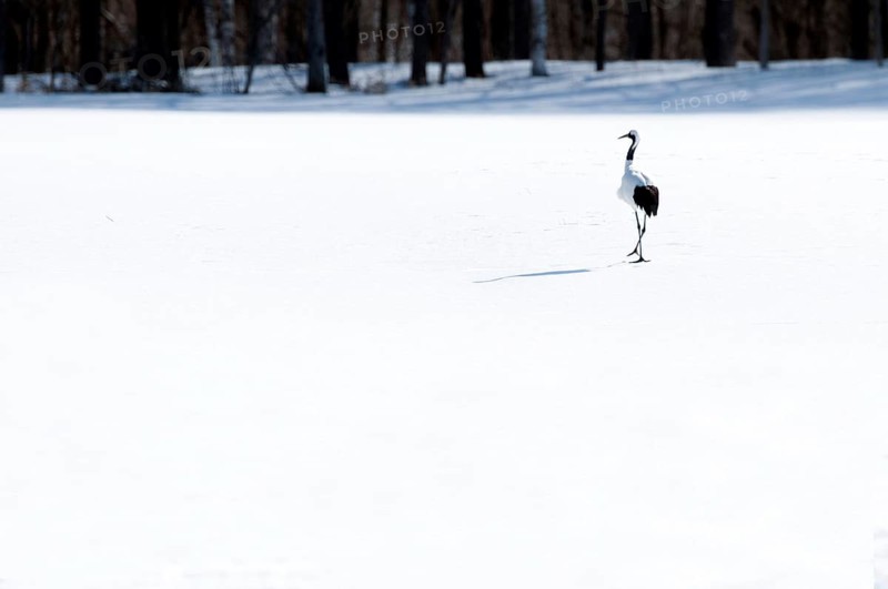 Japanese crane, Red-crowned crane (Grus japonensis), Japan